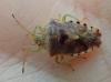 Elasmucha grisea grisea